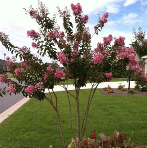 The Benefits of Using Burgundy Magic Crepe Myrtle in Landscaping Design